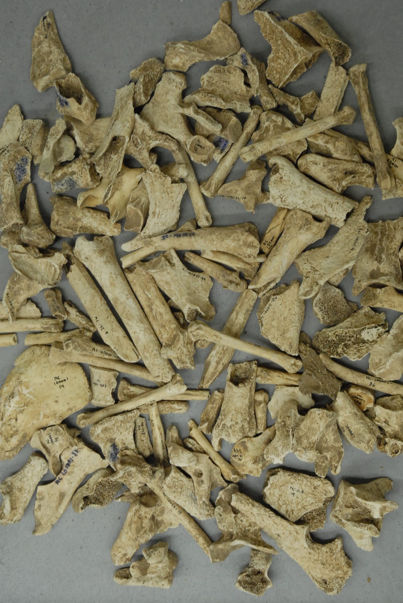 Archaeozoology GIAP (ICAC)