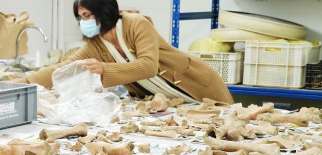 Picture of researcher classifying animal bone remnants